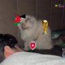 hamza's profile picture