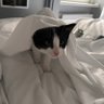 Cat Dad of 3 的头像