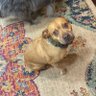Buster brown profil fotoğrafı