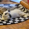 TheBunnyHouse profil fotoğrafı