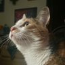 Triad of Felines profil fotoğrafı
