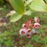 🫐🌿ショウコ、聖子☕️😌 profil fotoğrafı