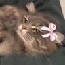 istaaaa's profile picture