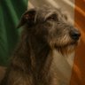 Fionnuala Hendrick's profile picture