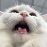 想吃紫米饭团🍙 profil fotoğrafı