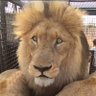 Фото профиля roarfriend