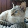蒼い眼のきまま猫 的头像