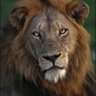 RB profil fotoğrafı