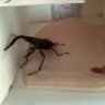 クワカブ めだかちゃん 的头像