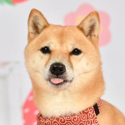 豆柴いちご🍓's profile picture