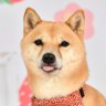 豆柴いちご🍓 profil fotoğrafı