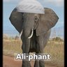 ALIPHANT's profile picture