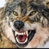 Wojciech 1920🇵🇱🧯's profile picture