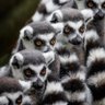Conspiracy Lemur's profile picture