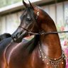 Фото профиля Egyptian