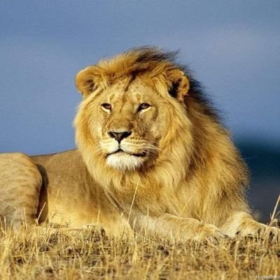 𔓙ســـهیل's profile picture