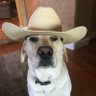 Profilbild von Rex Smoochie Wallace