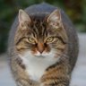 ねこ's profile picture