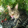 Catzz ็ๅคดๅ