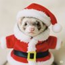もふもふ's profile picture