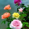 Ganesh Kr. Gupta's profile picture