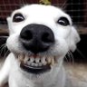 Profilbild von Dog Videos Daily 🐶