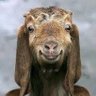Casaubon profil fotoğrafı