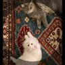 Ilya's profile picture