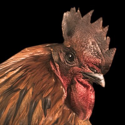RoosterScrappy's profile picture
