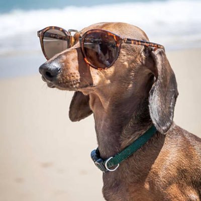 noposwoofv2's profile picture