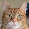 GinnyLou60's profile picture