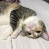 Pandora ❤️🐮 profil fotoğrafı