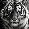 莫云义 profil fotoğrafı