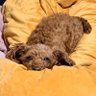 松伏(まつぶし)のニコ's profile picture