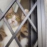 ぽん🐈's profile picture