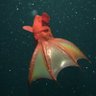 anglerfish profil fotoğrafı