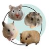 𝗖𝗢𝗖𝗢🐹ハムモルʟɪꜰᴇ profil fotoğrafı