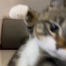 しぃる。 的头像