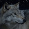 Jacob Wolf's profile picture