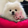 トチョニカポメ🍣's profile picture
