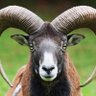 RamBam's profile picture
