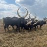 Фото профиля 🇿🇦 Ankole 🐂