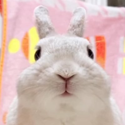 こうきまき（うさぎのもち🐰）'s profile picture