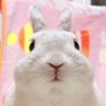 こうきまき（うさぎのもち🐰） 的头像