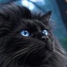 シャトノワール🐾Chaton🐈‍⬛ profil fotoğrafı