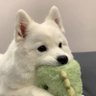 Фото профиля わんこ。