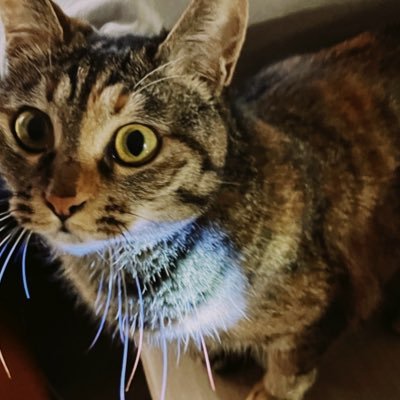 삵고양관찰일기's profile picture