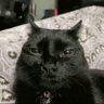 Pipises profil fotoğrafı