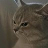 Crimson's profile picture