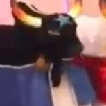 boi caprichoso acervo's profile picture